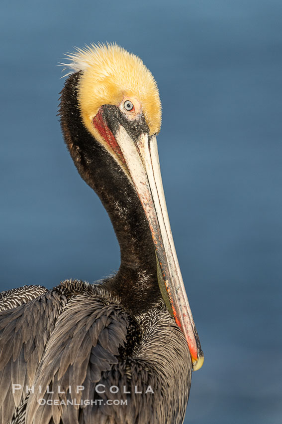 Portrait of a California brown pelican in winter breeding plumage, yellow head, red throat, pink skin around the eye, brown hind neck. Brown pelicans were formerly an endangered species. In 1972, the United States Environmental Protection Agency banned the use of DDT. Since that time, populations of pelicans have recovered and expanded. The recovery has been so successful that brown pelicans were taken off the endangered species list in 2009, Pelecanus occidentalis, Pelecanus occidentalis californicus, La Jolla