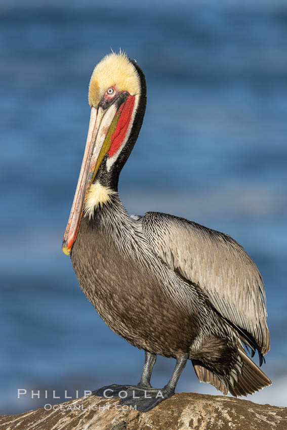 California Brown Pelican Portrait, note the distinctive winter mating plumage with chestnut brown hind neck and bright red throat, La Jolla, California, Pelecanus occidentalis californicus, Pelecanus occidentalis