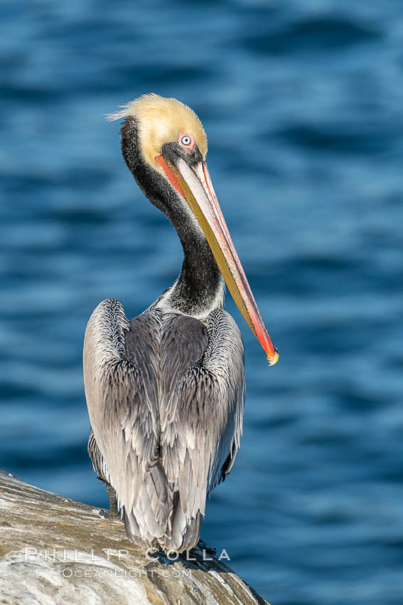 Portrait of the California Race of the Brown Pelican, La Jolla, California., Pelecanus occidentalis, Pelecanus occidentalis californicus, natural history stock photograph, photo id 36628