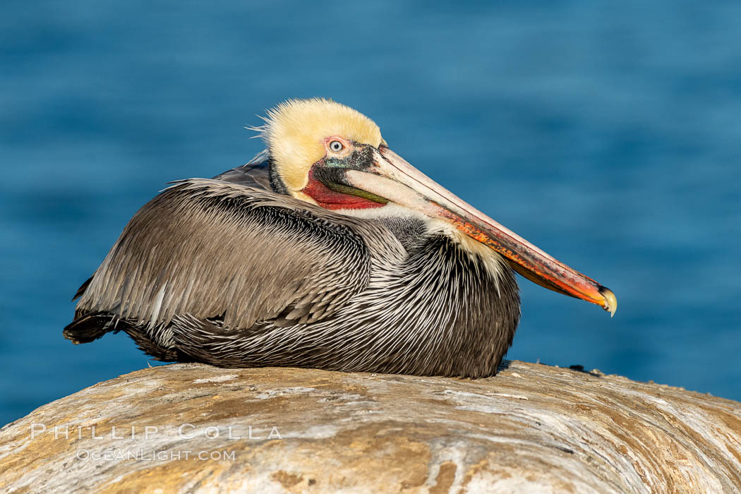 Portrait of the California Race of the Brown Pelican, La Jolla, California., Pelecanus occidentalis, Pelecanus occidentalis californicus, natural history stock photograph, photo id 36627