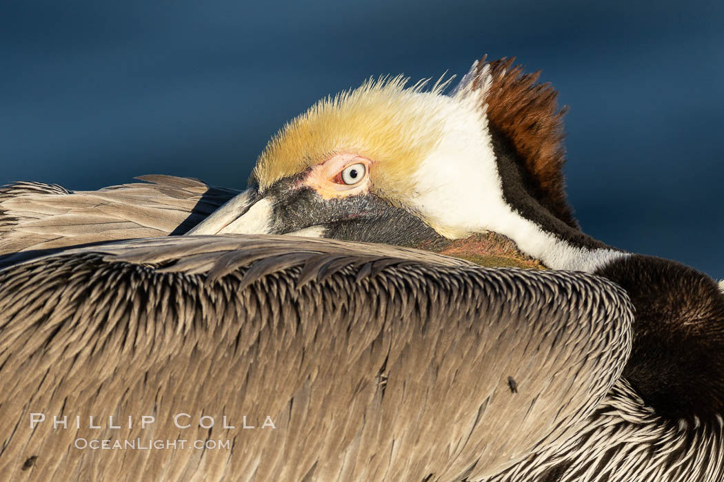 Portrait of a resting California Race of the Brown Pelican, bill tucked under its wings. La Jolla, USA, Pelecanus occidentalis, Pelecanus occidentalis californicus, natural history stock photograph, photo id 37807