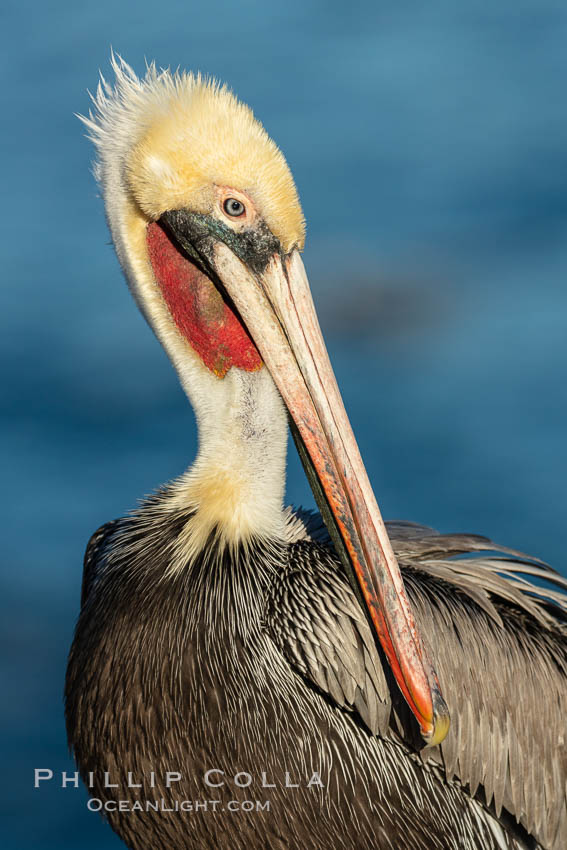 Portrait of the California Race of the Brown Pelican, La Jolla, California., Pelecanus occidentalis, Pelecanus occidentalis californicus, natural history stock photograph, photo id 36604