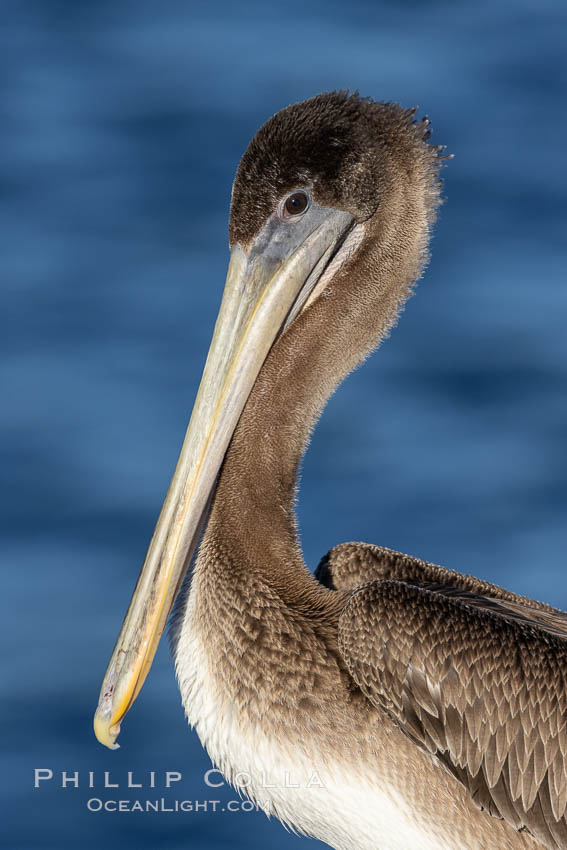 California Brown Pelican Portrait, typical brown coloration of a juvenile, La Jolla, California., Pelecanus occidentalis, Pelecanus occidentalis californicus, natural history stock photograph, photo id 37436