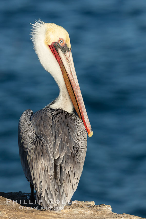 Portrait of the California Race of the Brown Pelican, La Jolla, California., Pelecanus occidentalis, Pelecanus occidentalis californicus, natural history stock photograph, photo id 36607