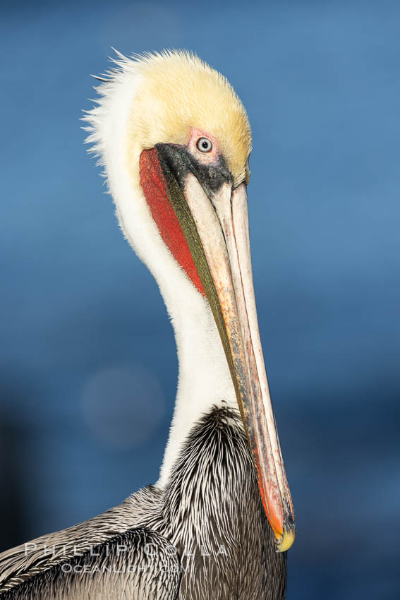 California Brown Pelican Portrait, note the distinctive winter mating plumage, this one exhibits the white hind neck, La Jolla, California., Pelecanus occidentalis, Pelecanus occidentalis californicus, natural history stock photograph, photo id 37429