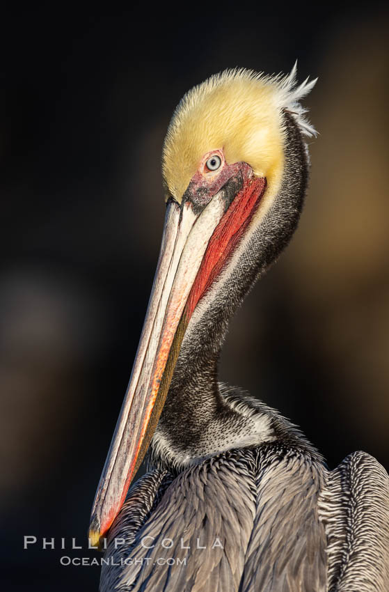 California Brown Pelican Portrait, note the distinctive winter mating plumage, hind neck is just turning to brown, La Jolla, California., Pelecanus occidentalis, Pelecanus occidentalis californicus, natural history stock photograph, photo id 37437