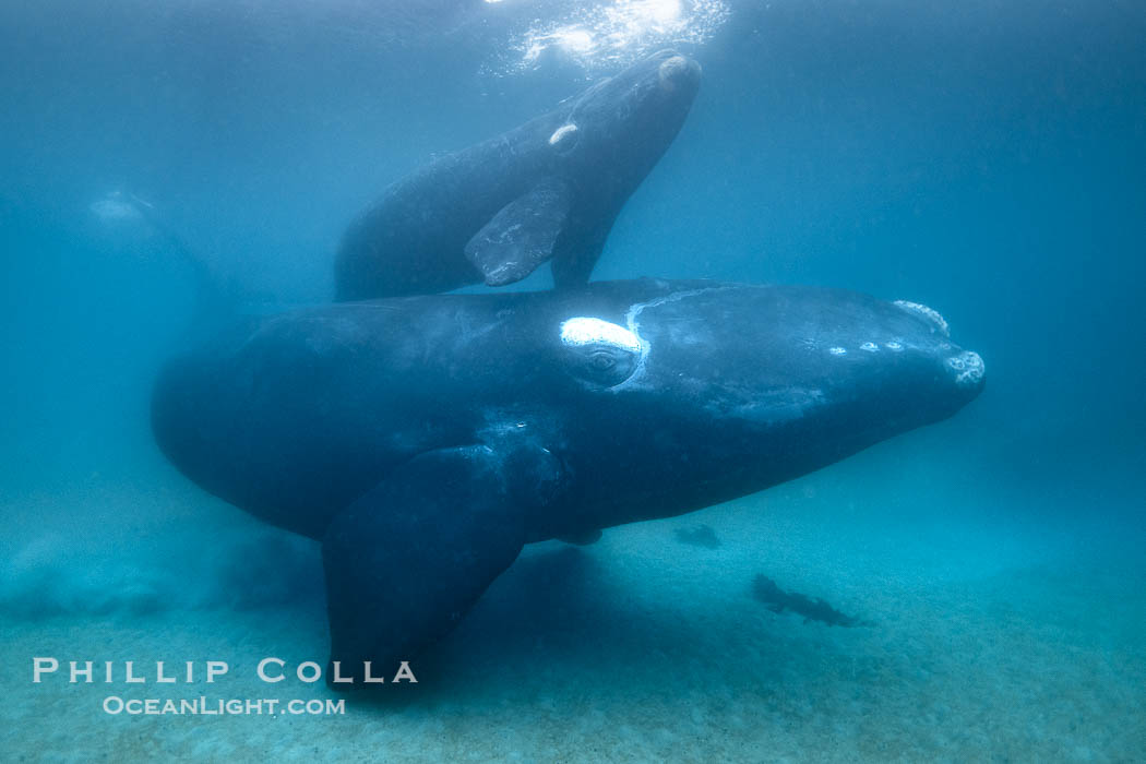 Portrait of Mother and Calf Southern Right Whales Underwater, Eubalaena australis, hovering over sand bottom on Golfo Nuevo, Peninsula Valdes. By permission of the Government of Argentina, Chubut, permit # 51 / 2025-SsCyA., Eubalaena australis, natural history stock photograph, photo id 41198