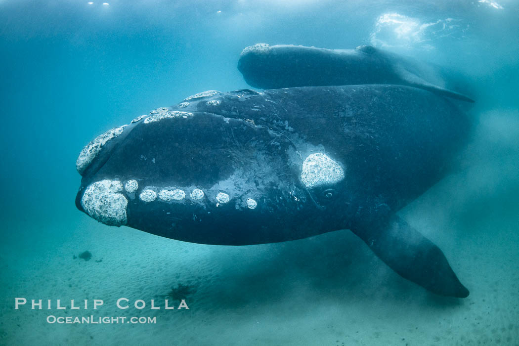 Portrait of Mother and Calf Southern Right Whales Underwater, Eubalaena australis, hovering over sand bottom on Golfo Nuevo, Peninsula Valdes. By permission of the Government of Argentina, Chubut, permit # 51 / 2025-SsCyA., Eubalaena australis, natural history stock photograph, photo id 41270