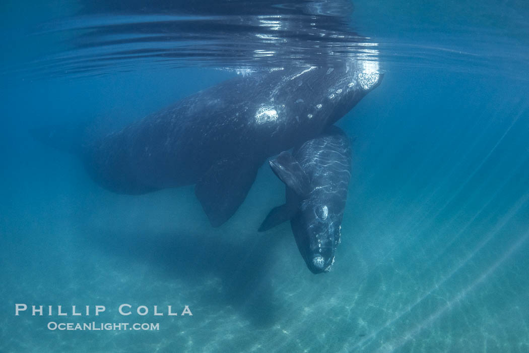Portrait of Mother and Calf Southern Right Whales Underwater, Eubalaena australis, hovering over sand bottom on Golfo Nuevo, Peninsula Valdes. By permission of the Government of Argentina, Chubut, permit # 51 / 2025-SsCyA., Eubalaena australis, natural history stock photograph, photo id 41264
