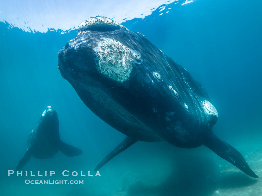 Portrait of Mother and Calf Southern Right Whales Underwater, Eubalaena australis, hovering over sand bottom on Golfo Nuevo, Peninsula Valdes. By permission of the Government of Argentina, Chubut, permit # 51 / 2025-SsCyA, Eubalaena australis, Puerto Piramides Portrait of Mother and Calf Southern Right Whales Underwater, Eubalaena australis, hovering over sand bottom on Golfo Nuevo, Peninsula Valdes. By permission of the Government of Argentina, Chubut, permit # 51 / 2025-SsCyA, Eubalaena australis, Puerto Piramides