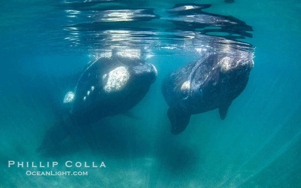 Portrait of Mother and Calf Southern Right Whales Underwater, Eubalaena australis, hovering over sand bottom on Golfo Nuevo, Peninsula Valdes. By permission of the Government of Argentina, Chubut, permit # 51 / 2025-SsCyA., Eubalaena australis, natural history stock photograph, photo id 41263