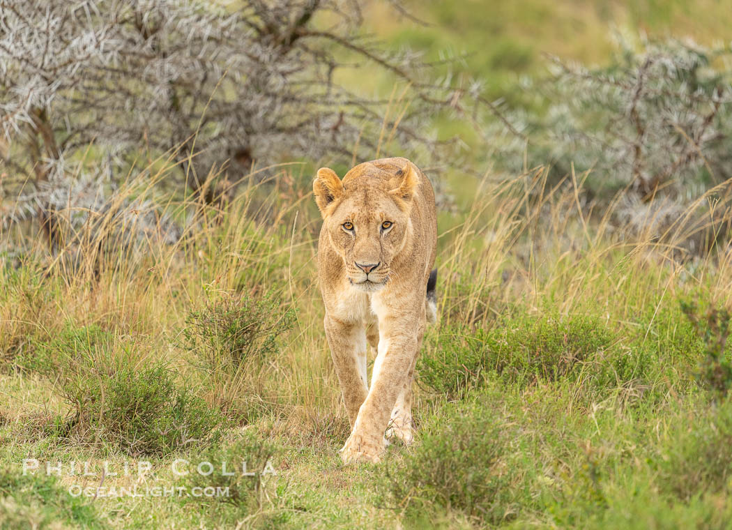 Portrait of Solitary Lion in Soft Light and Tall Grass, Greater Masai Mara, Kenya. Mara North Conservancy, Panthera leo, natural history stock photograph, photo id 39727
