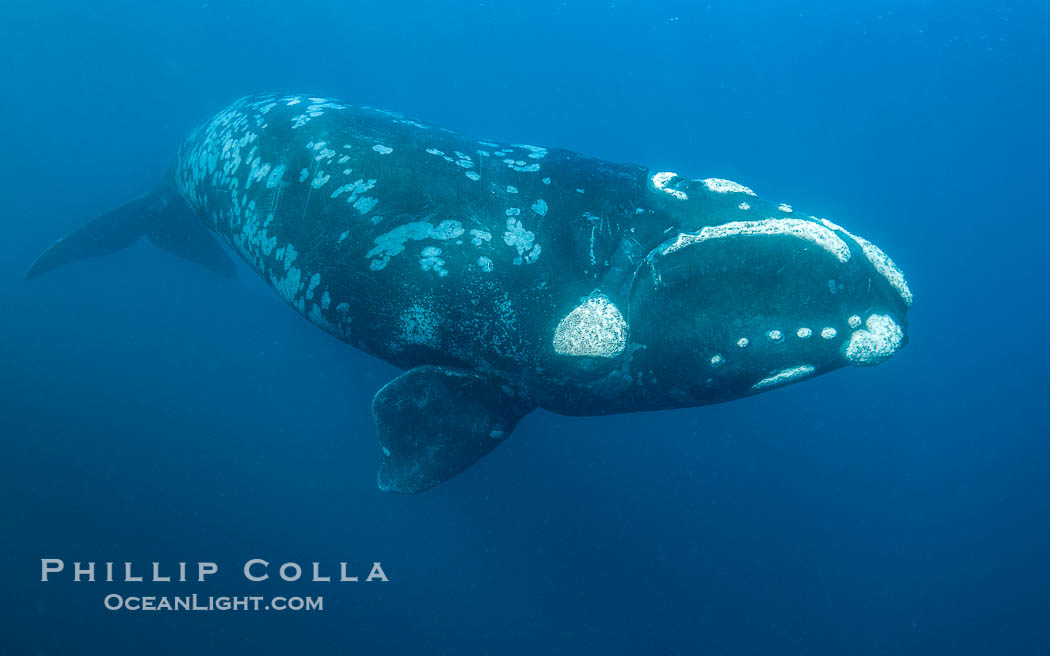 Portrait of a Southern Right Whale Underwater, Eubalaena australis. This particular right whale exhibits a beautiful mottled pattern on its sides. Puerto Piramides, Chubut, Argentina, Eubalaena australis, natural history stock photograph, photo id 38390