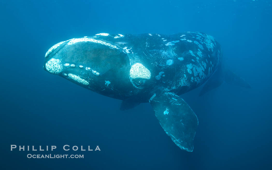 Portrait of a Southern Right Whale Underwater, Eubalaena australis. This particular right whale exhibits a beautiful mottled pattern on its sides. Puerto Piramides, Chubut, Argentina, Eubalaena australis, natural history stock photograph, photo id 38388