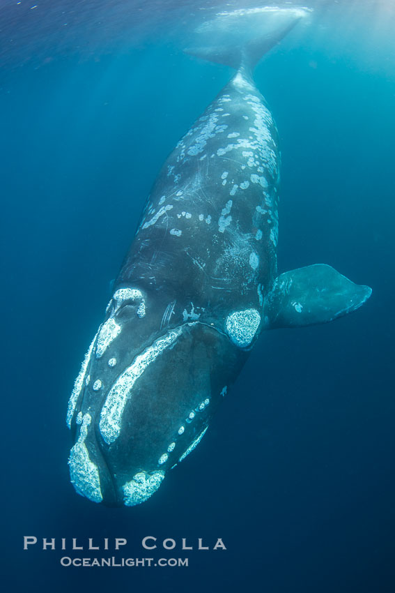 Portrait of a Southern Right Whale Underwater, Eubalaena australis. This particular right whale exhibits a beautiful mottled pattern on its sides. Puerto Piramides, Chubut, Argentina, Eubalaena australis, natural history stock photograph, photo id 38392