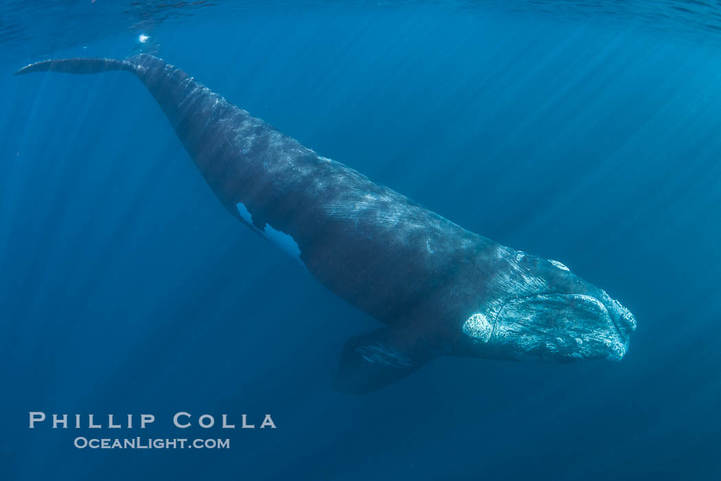 Portrait of a Southern Right Whale Underwater, Eubalaena australis. Puerto Piramides, Chubut, Argentina, Eubalaena australis, natural history stock photograph, photo id 38387