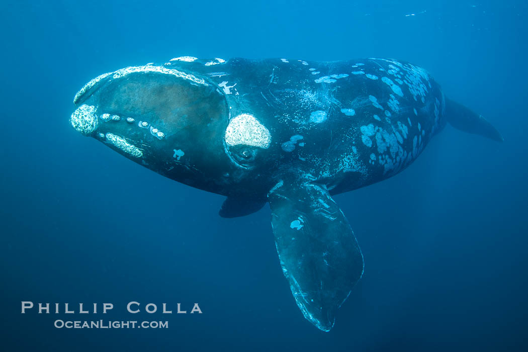 Portrait of a Southern Right Whale Underwater, Eubalaena australis. This particular right whale exhibits a beautiful mottled pattern on its sides, Eubalaena australis, Puerto Piramides, Chubut, Argentina