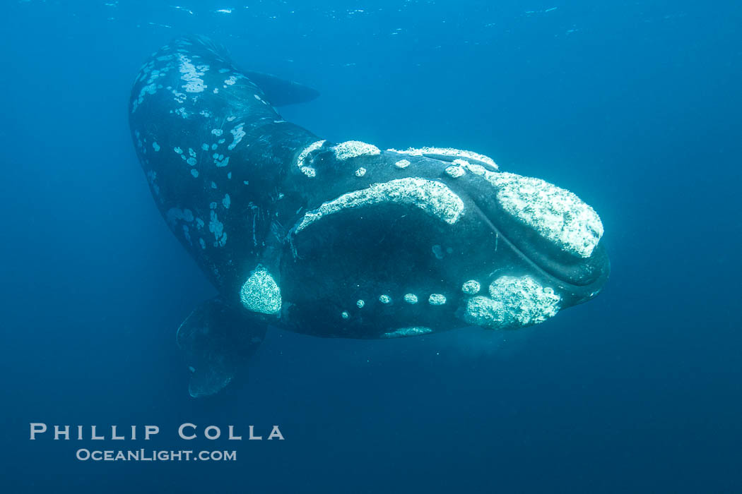 Portrait of a Southern Right Whale Underwater, Eubalaena australis. This particular right whale exhibits a beautiful mottled pattern on its sides. Puerto Piramides, Chubut, Argentina, Eubalaena australis, natural history stock photograph, photo id 38393