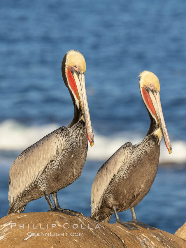Portrait of two California brown pelicans with breeding plumage, note the striking red throat, yellow and white head, Pelecanus occidentalis, Pelecanus occidentalis californicus, La Jolla
