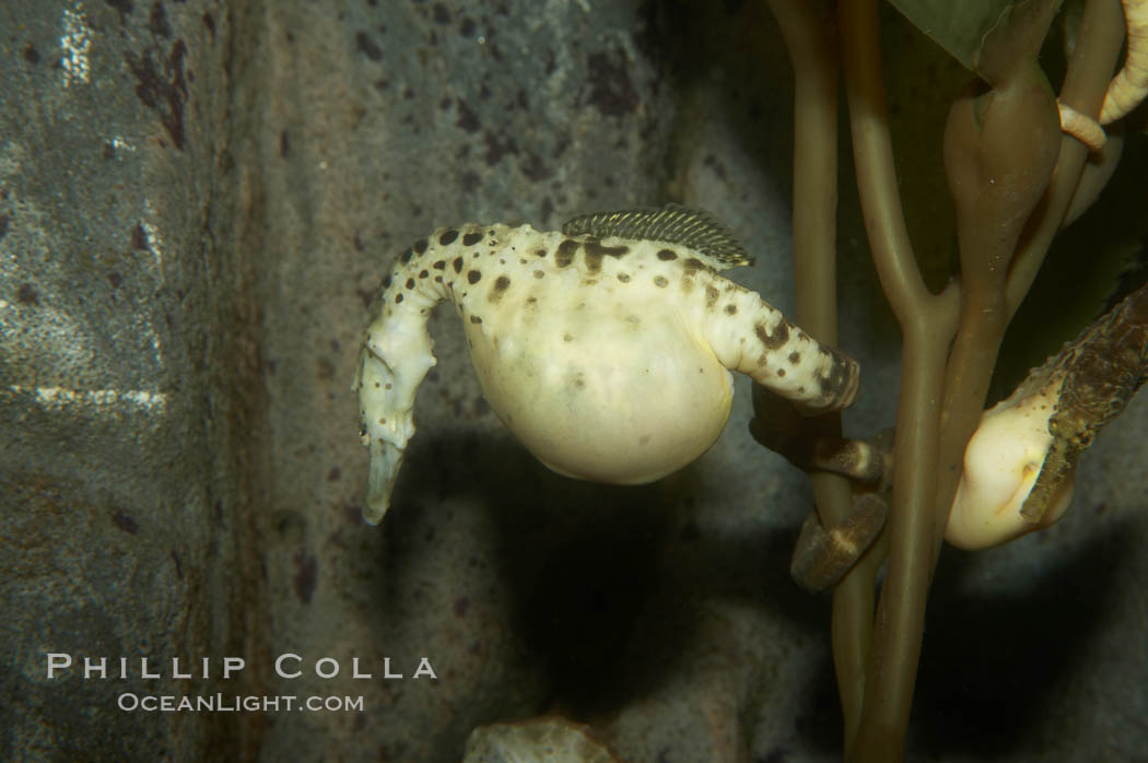 Pot-bellied seahorse, male, carrying eggs.  The developing embryos are nourished by individual yolk sacs, and oxygen is supplied through a placenta-like attachment to the male.  Two to six weeks after fertilization, the male gives birth.  The babies must then fend for themselves, and few survive to adulthood., Hippocampus abdominalis, natural history stock photograph, photo id 11030
