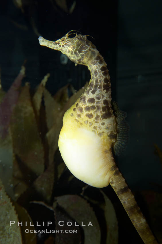 Pot-bellied seahorse, male, carrying eggs.  The developing embryos are nourished by individual yolk sacs, and oxygen is supplied through a placenta-like attachment to the male.  Two to six weeks after fertilization, the male gives birth.  The babies must then fend for themselves, and few survive to adulthood., Hippocampus abdominalis, natural history stock photograph, photo id 11896