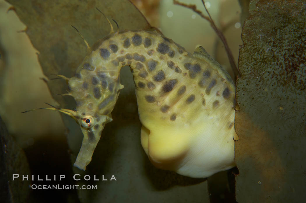 Pot-bellied seahorse, male, carrying eggs.  The developing embryos are nourished by individual yolk sacs, and oxygen is supplied through a placenta-like attachment to the male.  Two to six weeks after fertilization, the male gives birth.  The babies must then fend for themselves, and few survive to adulthood., Hippocampus abdominalis, natural history stock photograph, photo id 11900