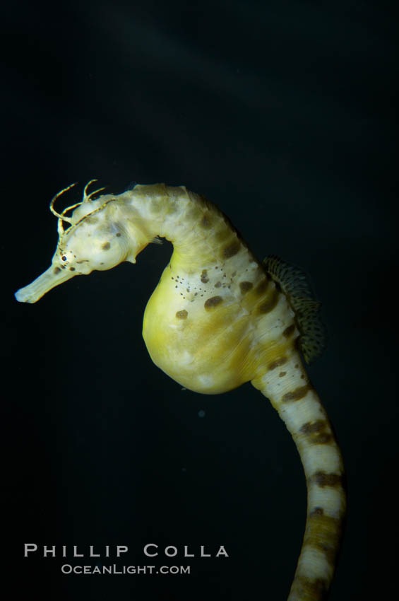 Pot-bellied seahorse, male, carrying eggs.  The developing embryos are nourished by individual yolk sacs, and oxygen is supplied through a placenta-like attachment to the male.  Two to six weeks after fertilization, the male gives birth.  The babies must then fend for themselves, and few survive to adulthood., Hippocampus abdominalis, natural history stock photograph, photo id 11904