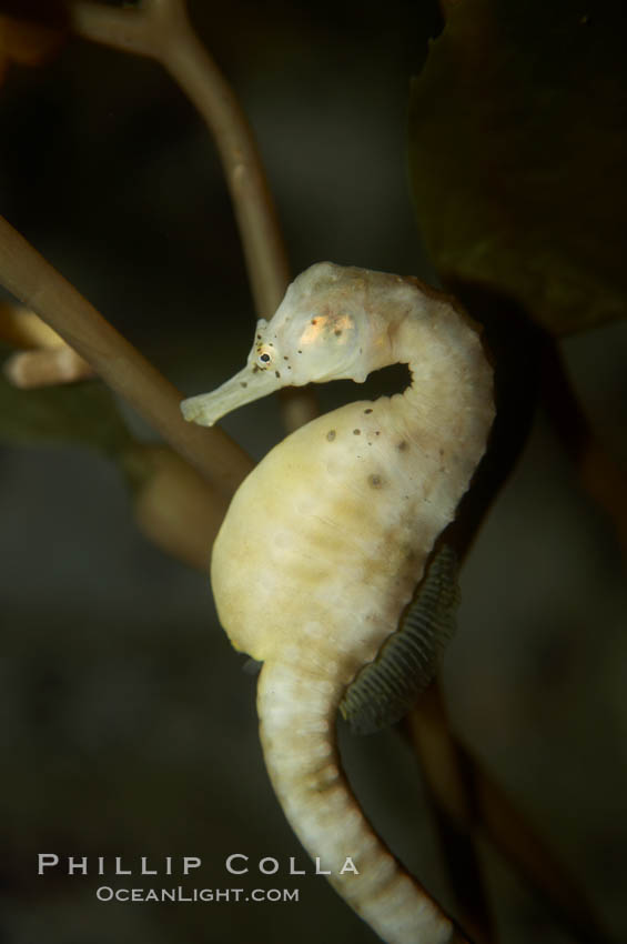 Pot-bellied seahorse, male, carrying eggs.  The developing embryos are nourished by individual yolk sacs, and oxygen is supplied through a placenta-like attachment to the male.  Two to six weeks after fertilization, the male gives birth.  The babies must then fend for themselves, and few survive to adulthood., Hippocampus abdominalis, natural history stock photograph, photo id 11027