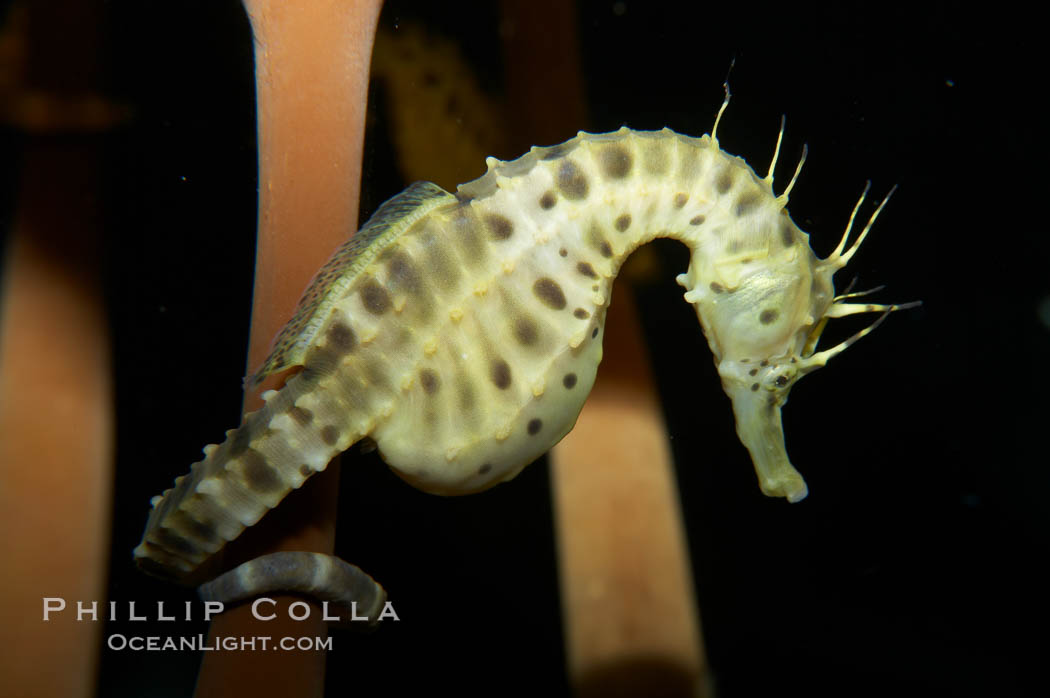 Pot-bellied seahorse, male, carrying eggs.  The developing embryos are nourished by individual yolk sacs, and oxygen is supplied through a placenta-like attachment to the male.  Two to six weeks after fertilization, the male gives birth.  The babies must then fend for themselves, and few survive to adulthood., Hippocampus abdominalis, natural history stock photograph, photo id 11895