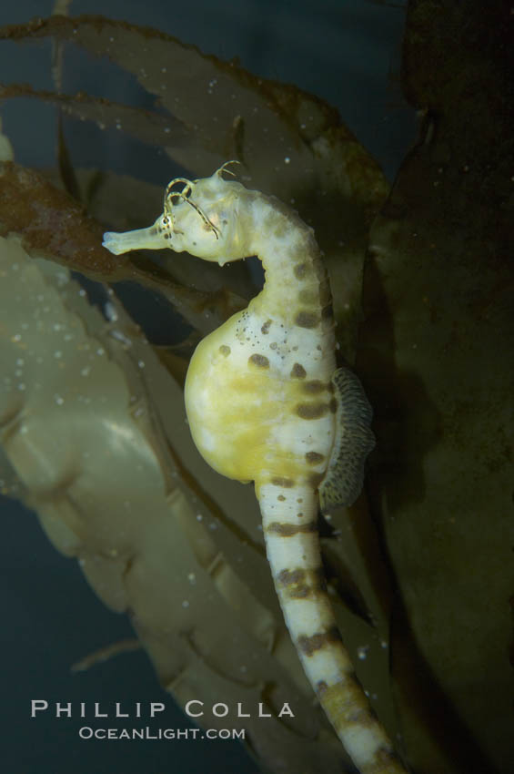 Pot-bellied seahorse, male, carrying eggs.  The developing embryos are nourished by individual yolk sacs, and oxygen is supplied through a placenta-like attachment to the male.  Two to six weeks after fertilization, the male gives birth.  The babies must then fend for themselves, and few survive to adulthood., Hippocampus abdominalis, natural history stock photograph, photo id 11903