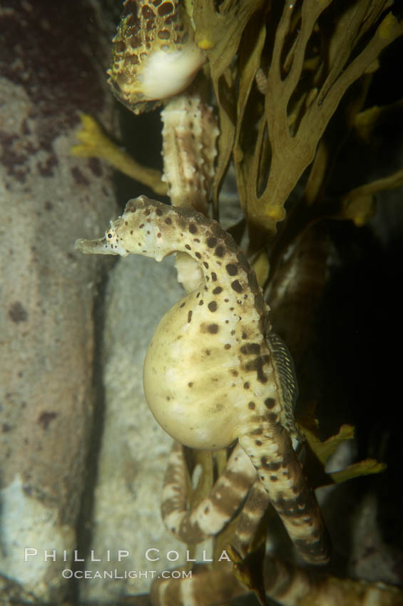 Pot-bellied seahorse, male, carrying eggs.  The developing embryos are nourished by individual yolk sacs, and oxygen is supplied through a placenta-like attachment to the male.  Two to six weeks after fertilization, the male gives birth.  The babies must then fend for themselves, and few survive to adulthood., Hippocampus abdominalis, natural history stock photograph, photo id 11029