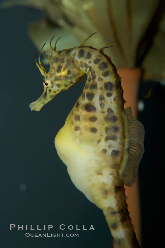 Pot-bellied seahorse, male, carrying eggs.  The developing embryos are nourished by individual yolk sacs, and oxygen is supplied through a placenta-like attachment to the male.  Two to six weeks after fertilization, the male gives birth.  The babies must then fend for themselves, and few survive to adulthood., Hippocampus abdominalis, natural history stock photograph, photo id 11897