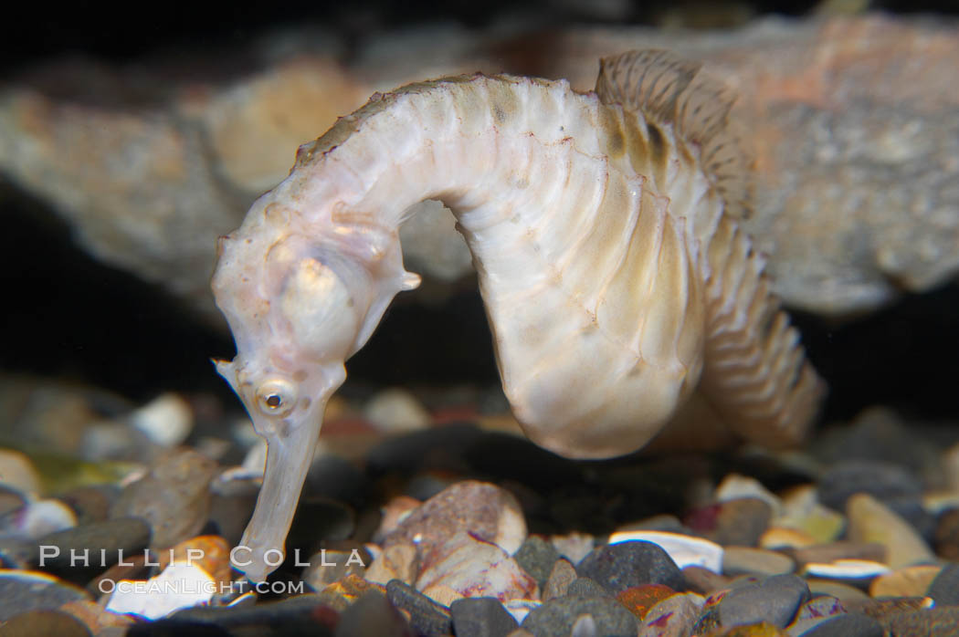 Pot-bellied seahorse, male, carrying eggs.  The developing embryos are nourished by individual yolk sacs, and oxygen is supplied through a placenta-like attachment to the male.  Two to six weeks after fertilization, the male gives birth.  The babies must then fend for themselves, and few survive to adulthood., Hippocampus abdominalis, natural history stock photograph, photo id 14473