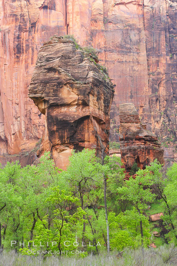 The Preacher and the Pulpit, a pair of freestanding sandstone columns in the Temple of Sinawava, are surrounded by cottonwoods with their deep green spring foliage. Zion Canyon. Zion National Park, Utah, USA, natural history stock photograph, photo id 12501