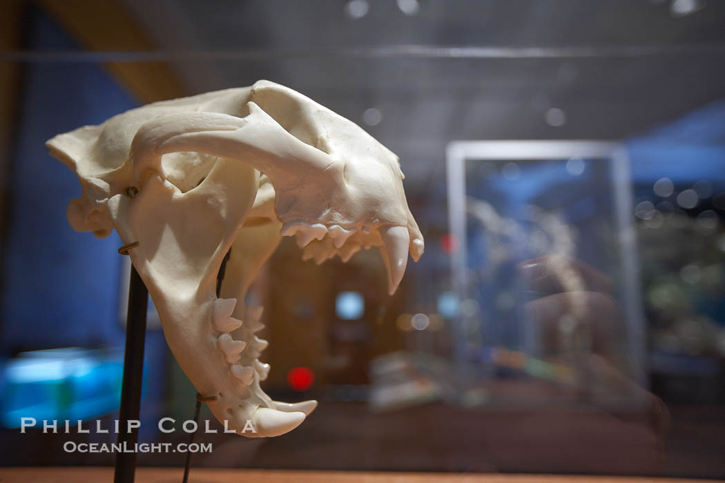 Prehistoric skull of a large predatory cat, San Diego Natural History Museum., natural history stock photograph, photo id 22183