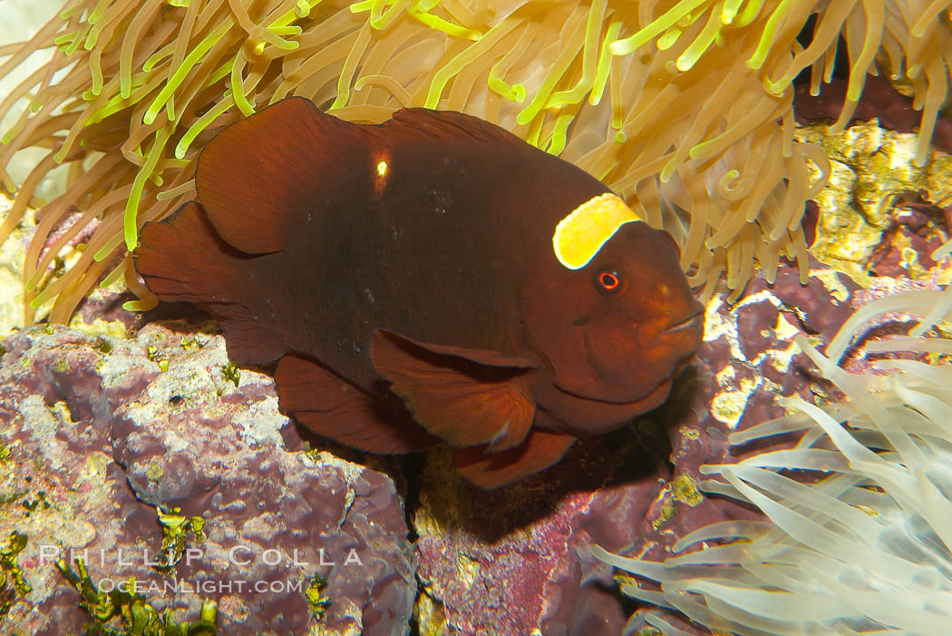 Spinecheek clownfish (maroon clownfish)., Premnas biaculeatus, natural history stock photograph, photo id 12959