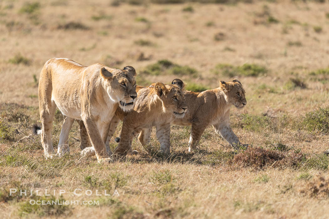 Pride of lions traveling, older lioness leading younger lions, Mara North Conservancy, Kenya., Panthera leo, natural history stock photograph, photo id 39670
