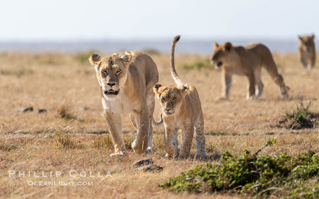 Pride of lions traveling, older lioness leading younger lions, Mara North Conservancy, Kenya., Panthera leo, natural history stock photograph, photo id 39672