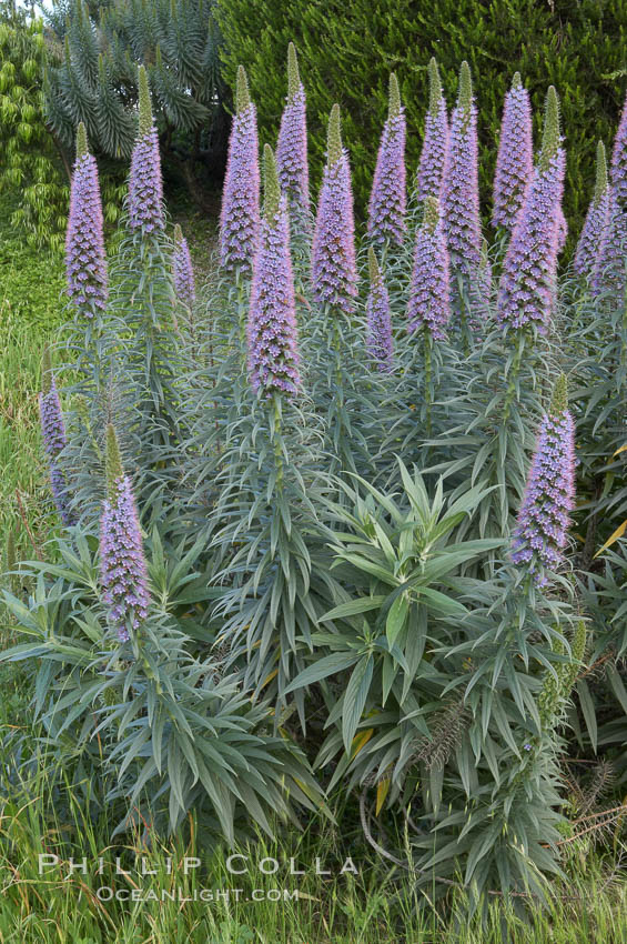 Pride of Madeira blooms in spring, Carlsbad, California., Echium fastuosum, natural history stock photograph, photo id 11434