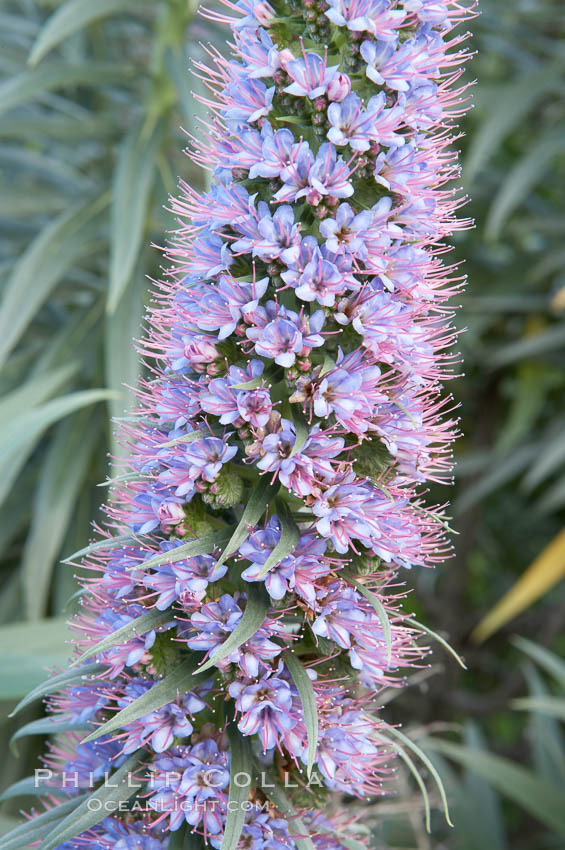 Pride of Madeira blooms in spring, Carlsbad, California., Echium fastuosum, natural history stock photograph, photo id 11436