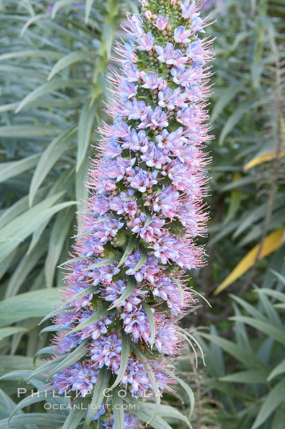 Pride of Madeira blooms in spring, Carlsbad, California., Echium fastuosum, natural history stock photograph, photo id 11435