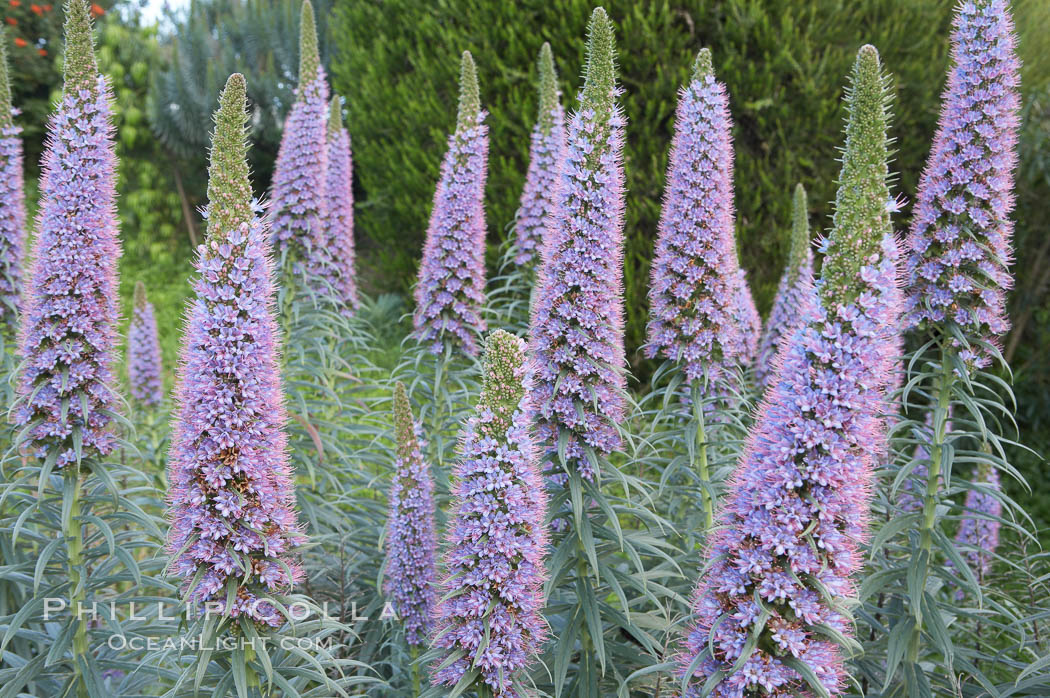 Pride of Madeira blooms in spring, Carlsbad, California., Echium fastuosum, natural history stock photograph, photo id 11439