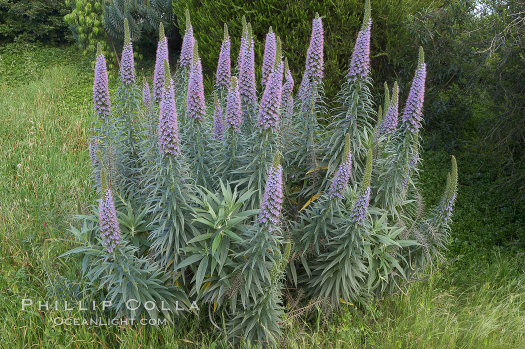 Pride of Madeira blooms in spring, Carlsbad, California., Echium fastuosum, natural history stock photograph, photo id 11433