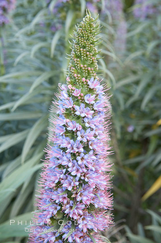 Pride of Madeira blooms in spring, Carlsbad, California., Echium fastuosum, natural history stock photograph, photo id 11437