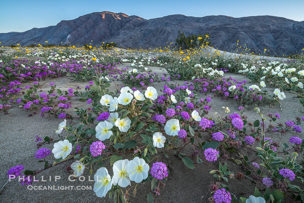Dune evening primrose (white) and sand verbena (purple) mix in beautiful wildflower bouquets during the spring bloom in Anza-Borrego Desert State Park. Borrego Springs, California, USA, Abronia villosa, Oenothera deltoides, natural history stock photograph, photo id 30506