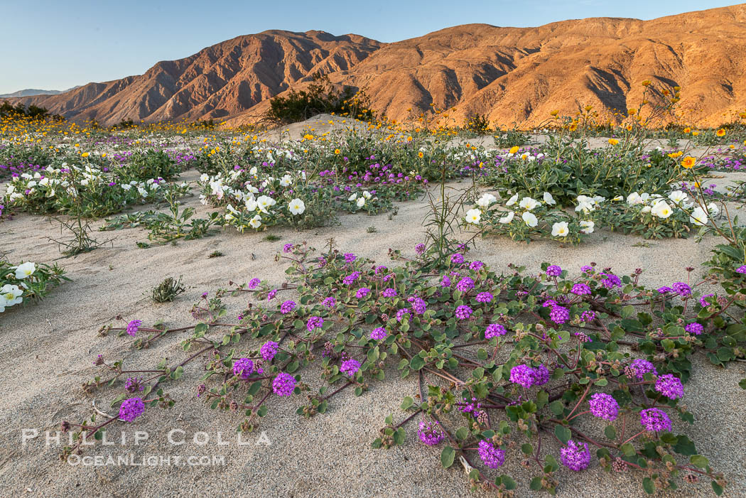 Dune evening primrose (white) and sand verbena (purple) mix in beautiful wildflower bouquets during the spring bloom in Anza-Borrego Desert State Park. Borrego Springs, California, USA, Abronia villosa, Oenothera deltoides, natural history stock photograph, photo id 30526
