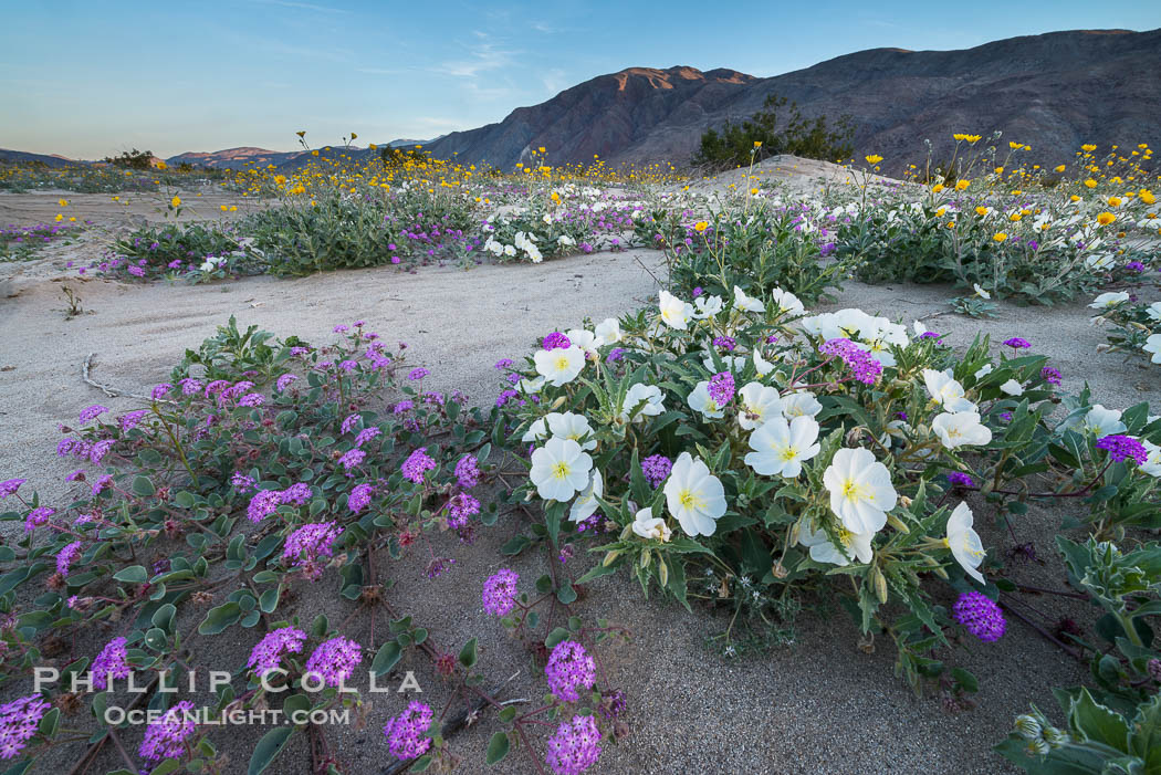 Dune evening primrose (white) and sand verbena (purple) mix in beautiful wildflower bouquets during the spring bloom in Anza-Borrego Desert State Park. Borrego Springs, California, USA, Abronia villosa, Oenothera deltoides, natural history stock photograph, photo id 30538