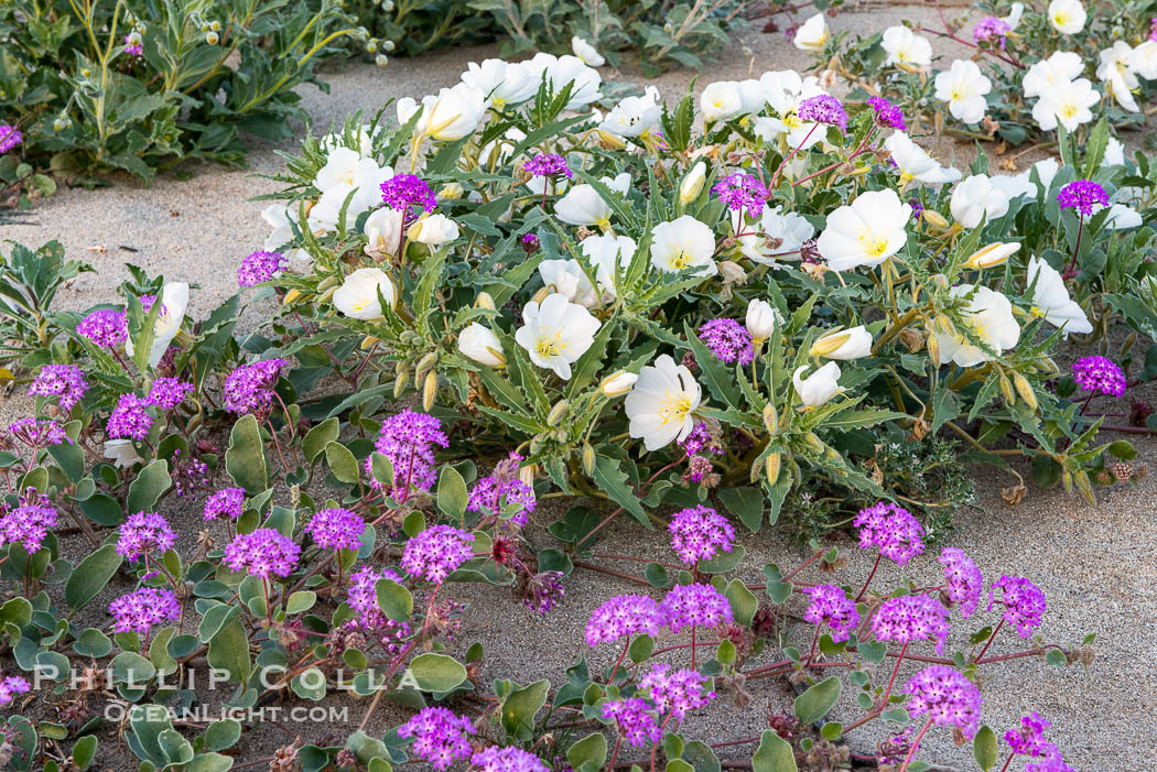 Dune evening primrose (white) and sand verbena (purple) mix in beautiful wildflower bouquets during the spring bloom in Anza-Borrego Desert State Park. Borrego Springs, California, USA, Abronia villosa, Oenothera deltoides, natural history stock photograph, photo id 30528