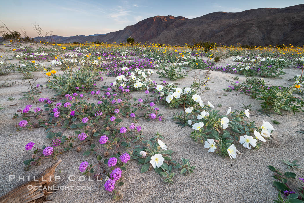 Dune evening primrose (white) and sand verbena (purple) mix in beautiful wildflower bouquets during the spring bloom in Anza-Borrego Desert State Park. Borrego Springs, California, USA, Abronia villosa, Oenothera deltoides, natural history stock photograph, photo id 30536