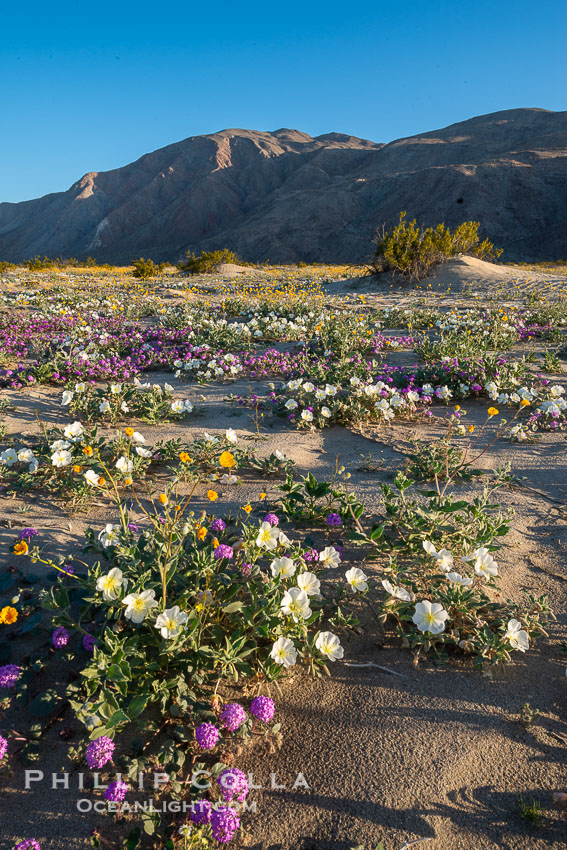 Dune evening primrose (white) and sand verbena (purple) mix in beautiful wildflower bouquets during the spring bloom in Anza-Borrego Desert State Park. Borrego Springs, California, USA, Abronia villosa, Oenothera deltoides, natural history stock photograph, photo id 30511